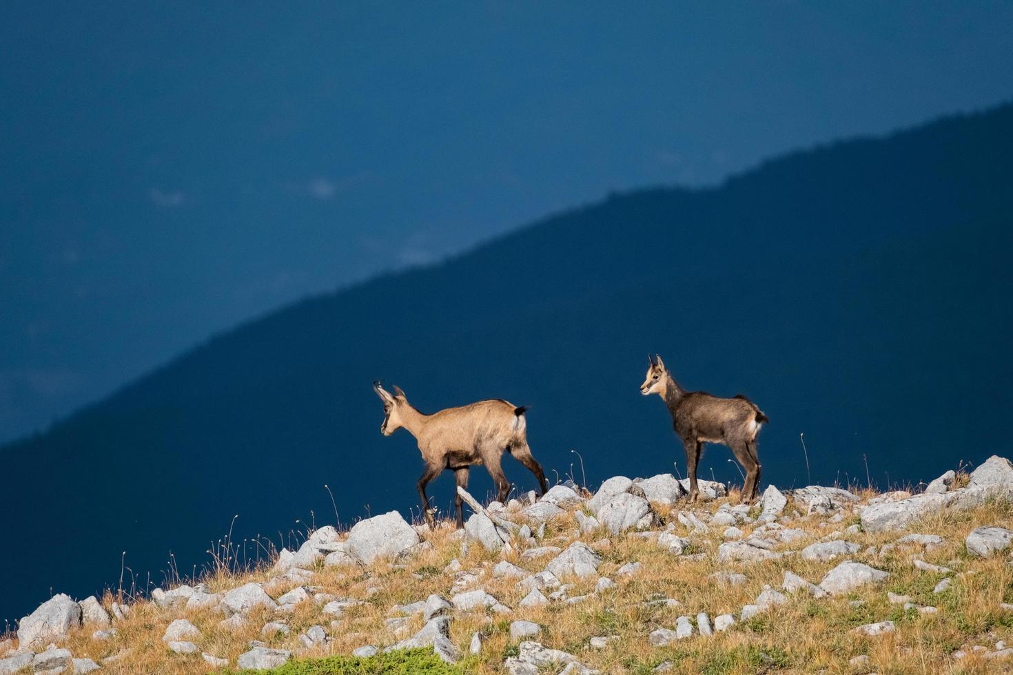 Wild goat in the mountains photo