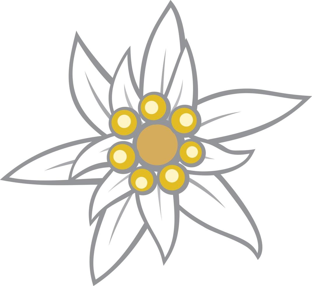 color de la flor de edelweiss vector