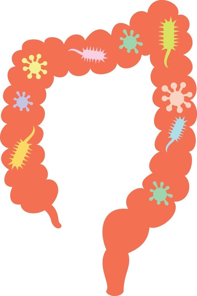 Human Large Intestine And Bacteria vector