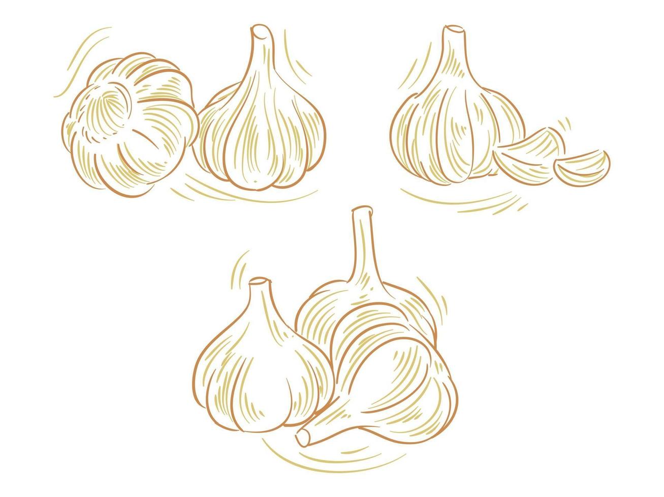 Set Flat Illustration of Garlic for branding and logo element vector