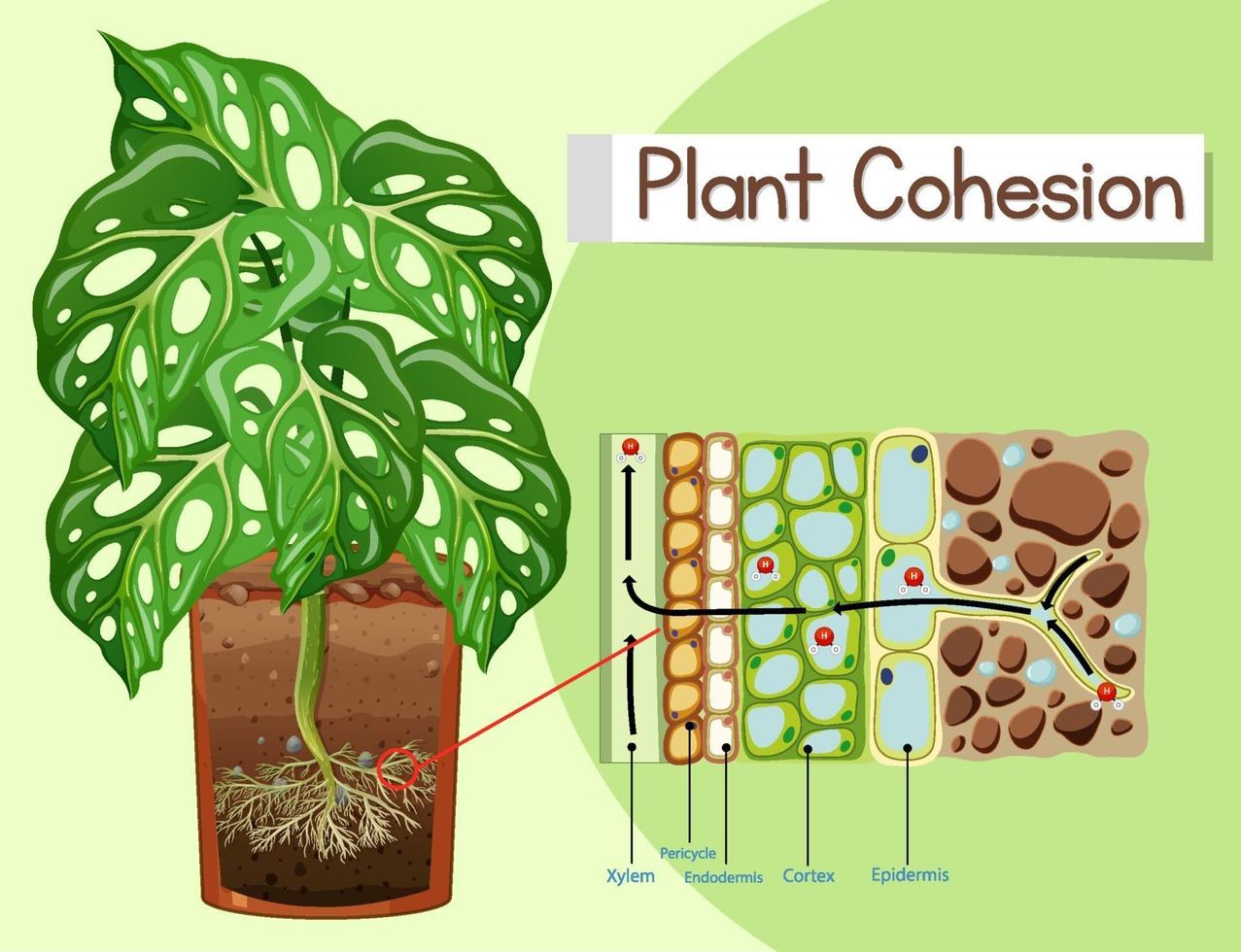 diagrama que muestra la cohesión vegetal vector