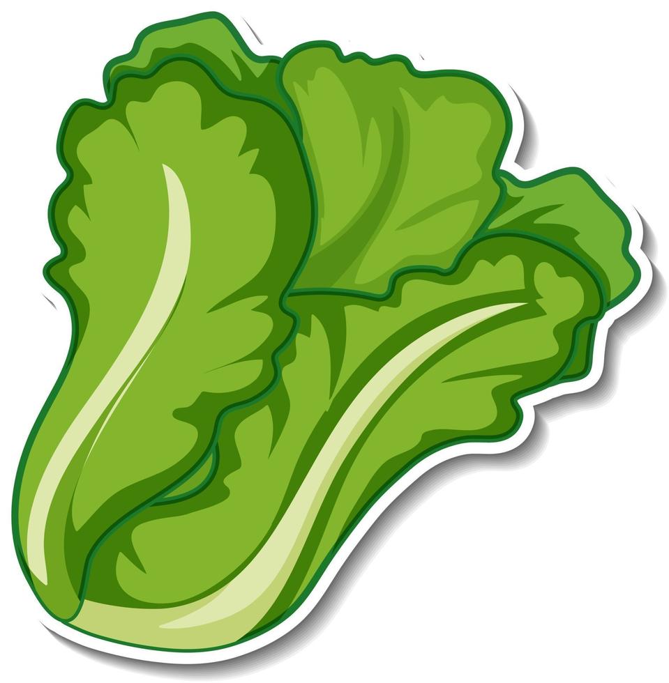 Pegatina de lechuga sobre fondo blanco. vector