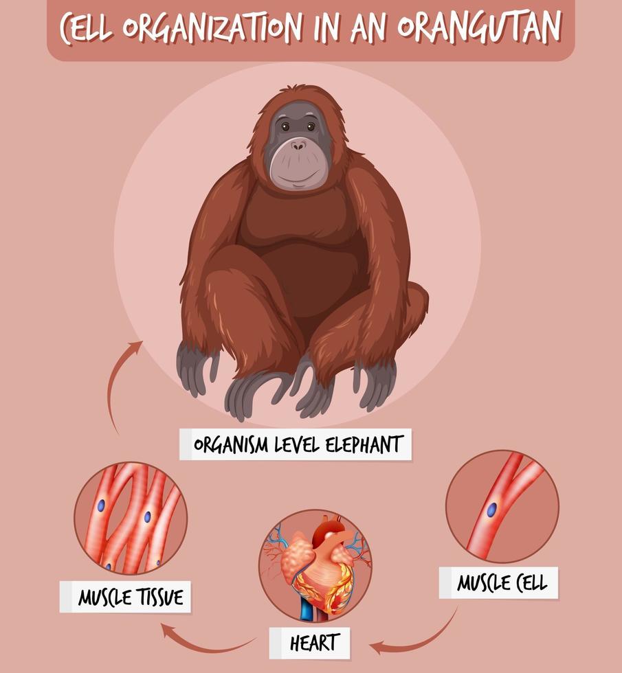 Diagram showing cell organization in a orangutan vector