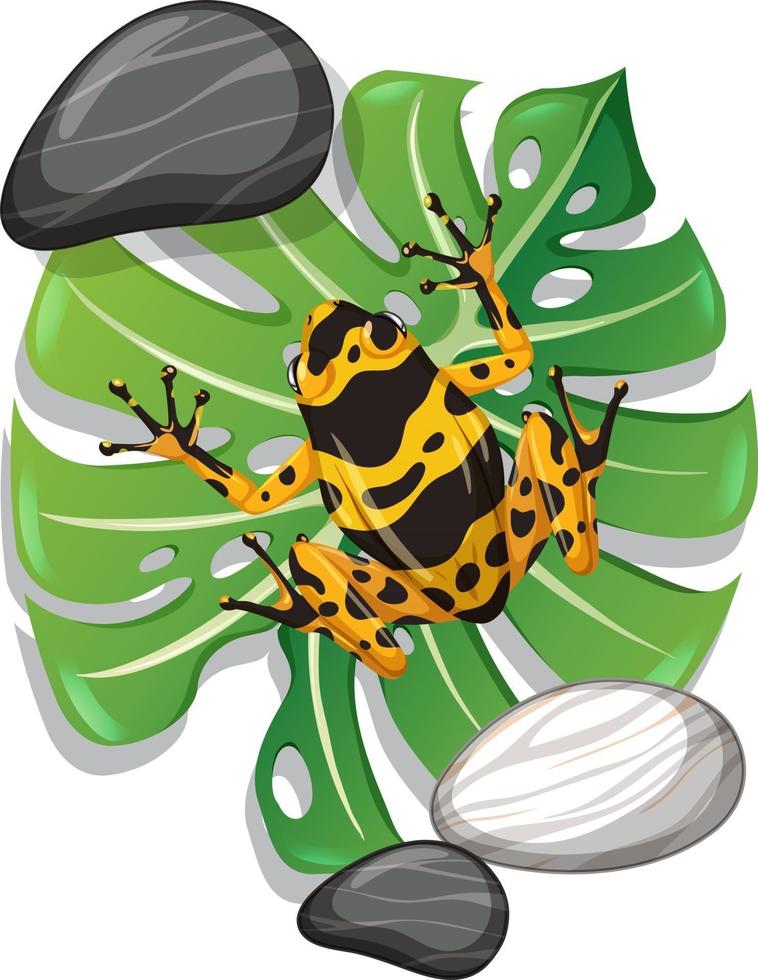 Top view of exotic frog on monstera leaf isolated vector