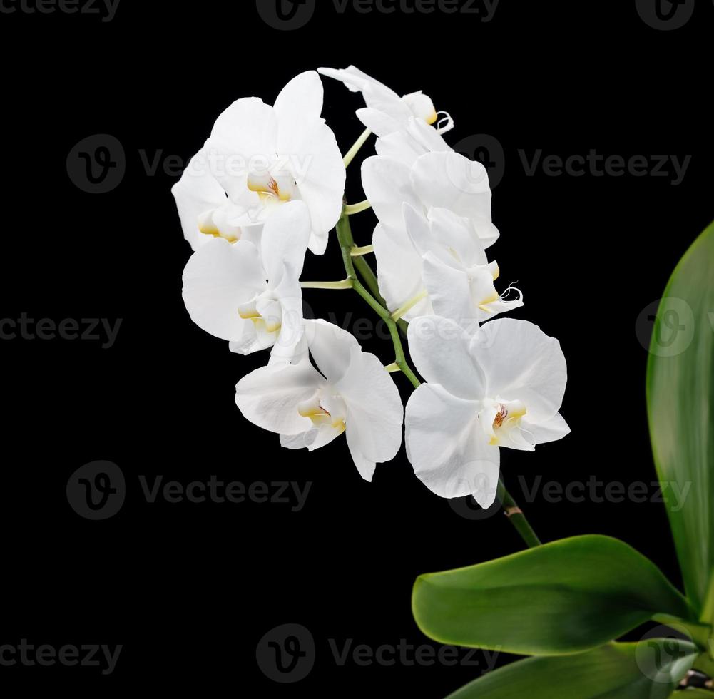 Orquídea Phalaenopsis blanca sobre fondo negro foto