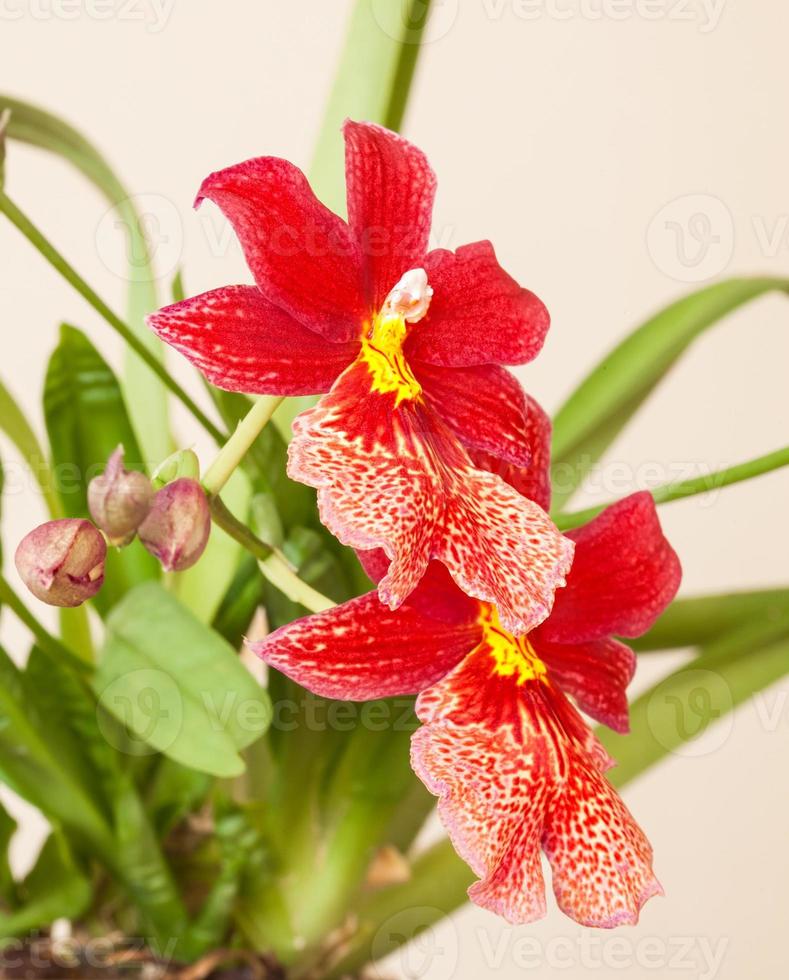 Red orchid flower photo