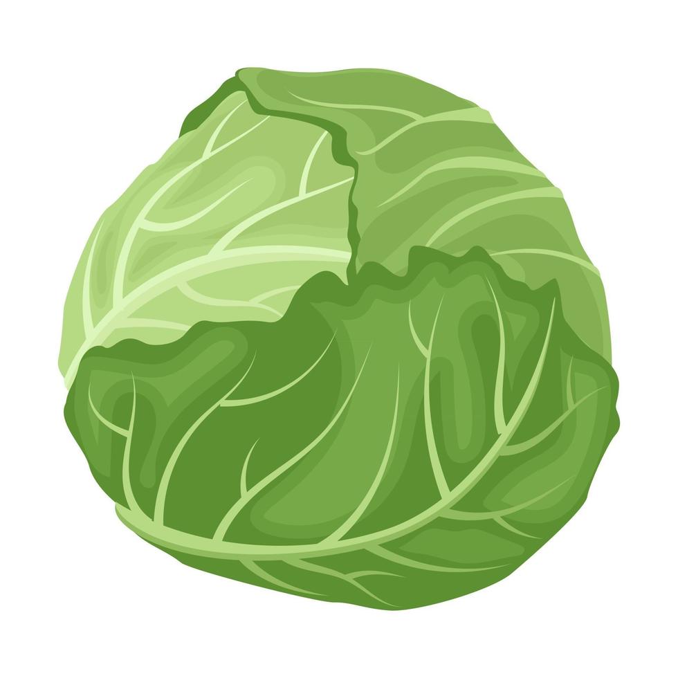 Cartoon vector illustration isolated object fresh food vegetable cabbage