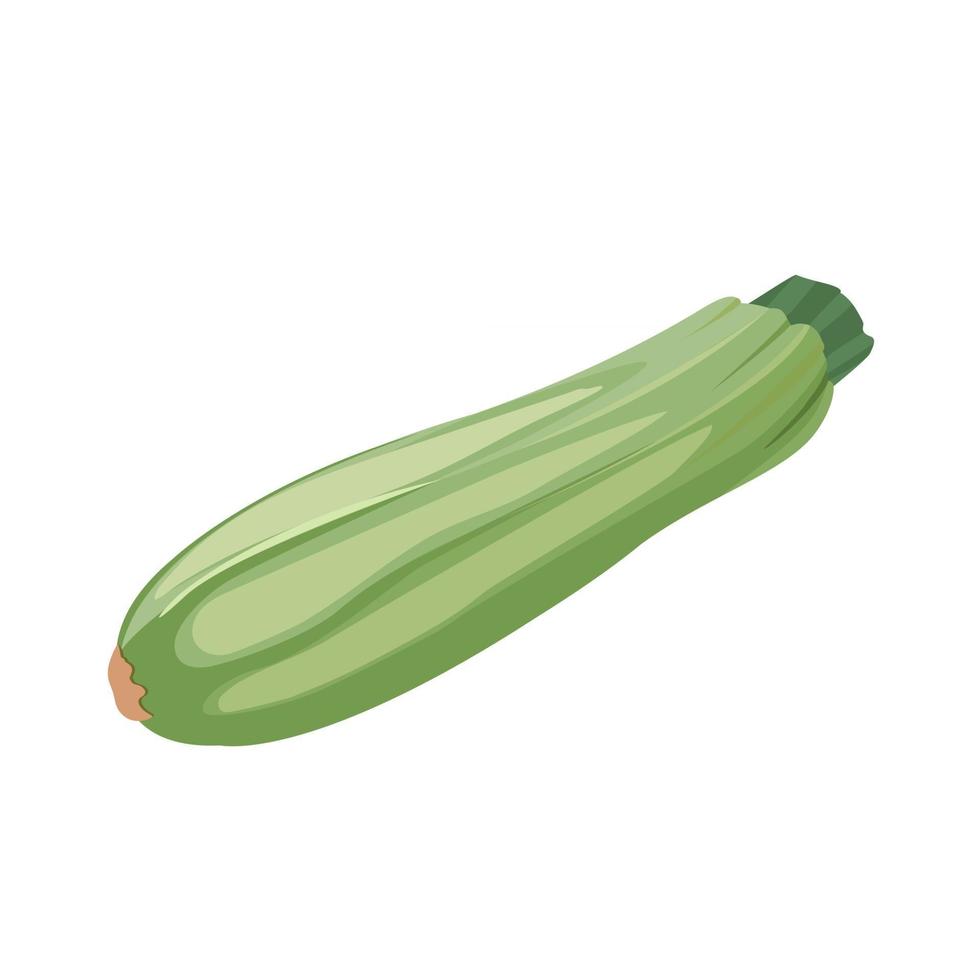 Cartoon vector illustration isolated object fresh food vegetable zucchini