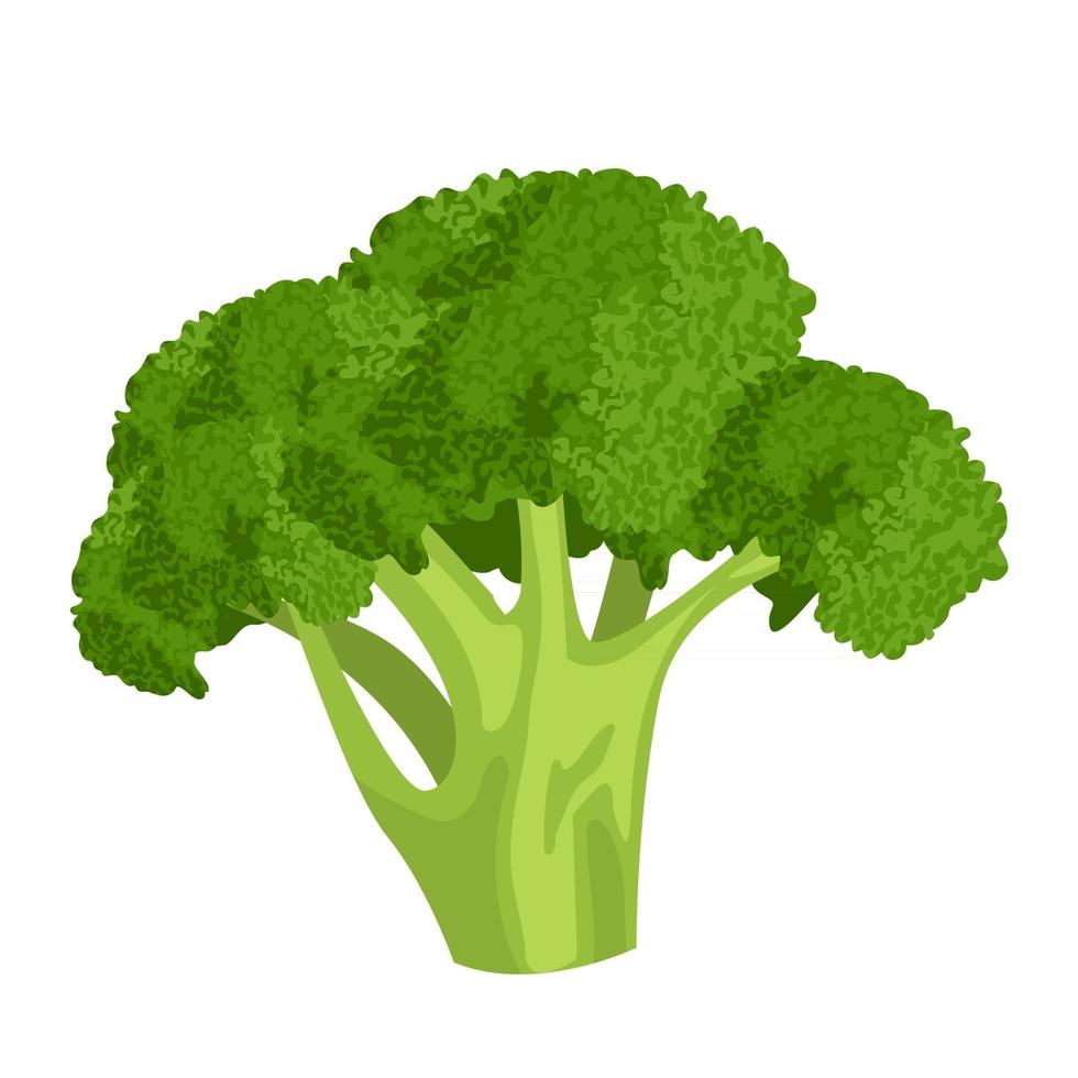 Cartoon vector illustration isolated object fresh food vegetable cauliflower