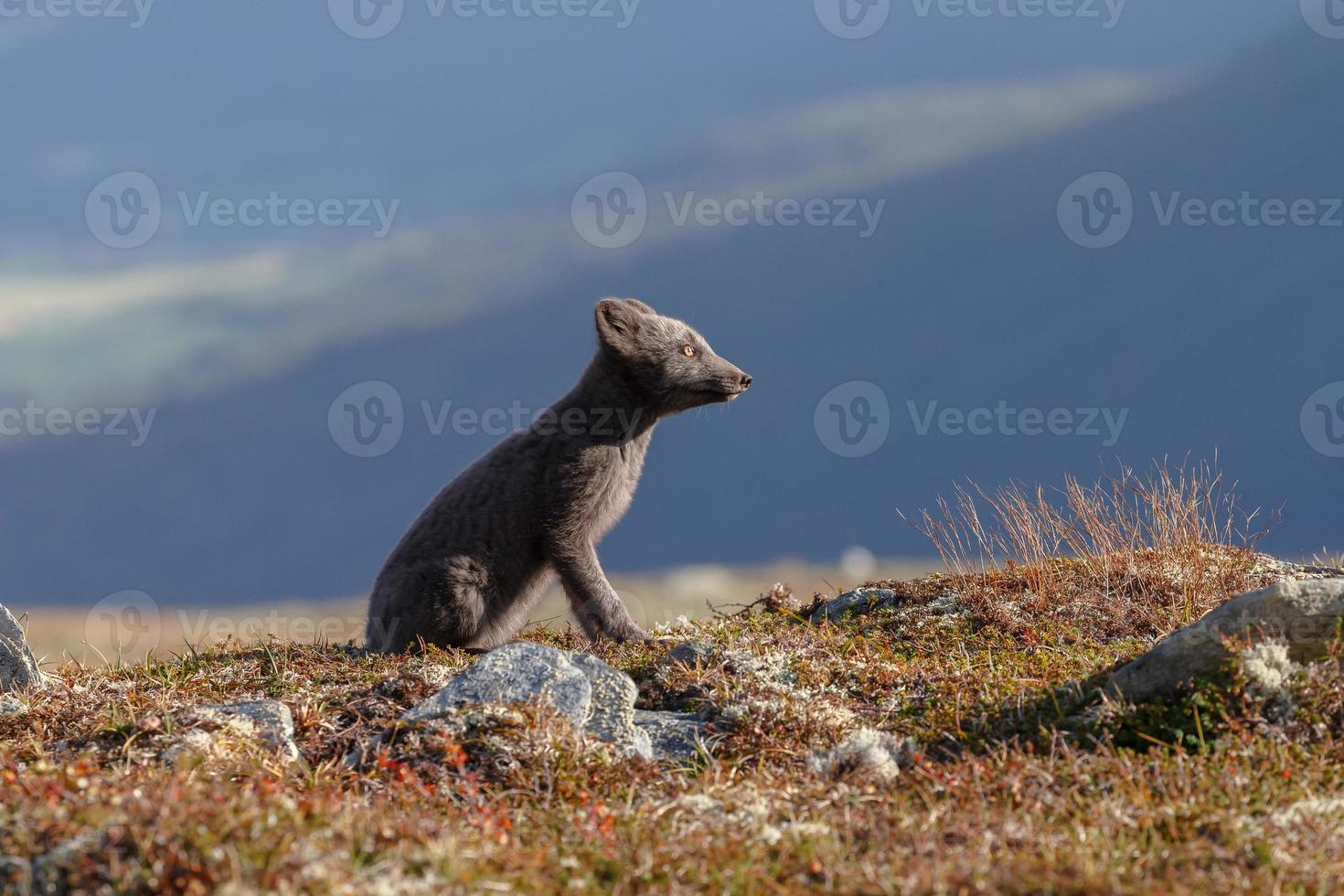 The Arctic Fox at Norway photo