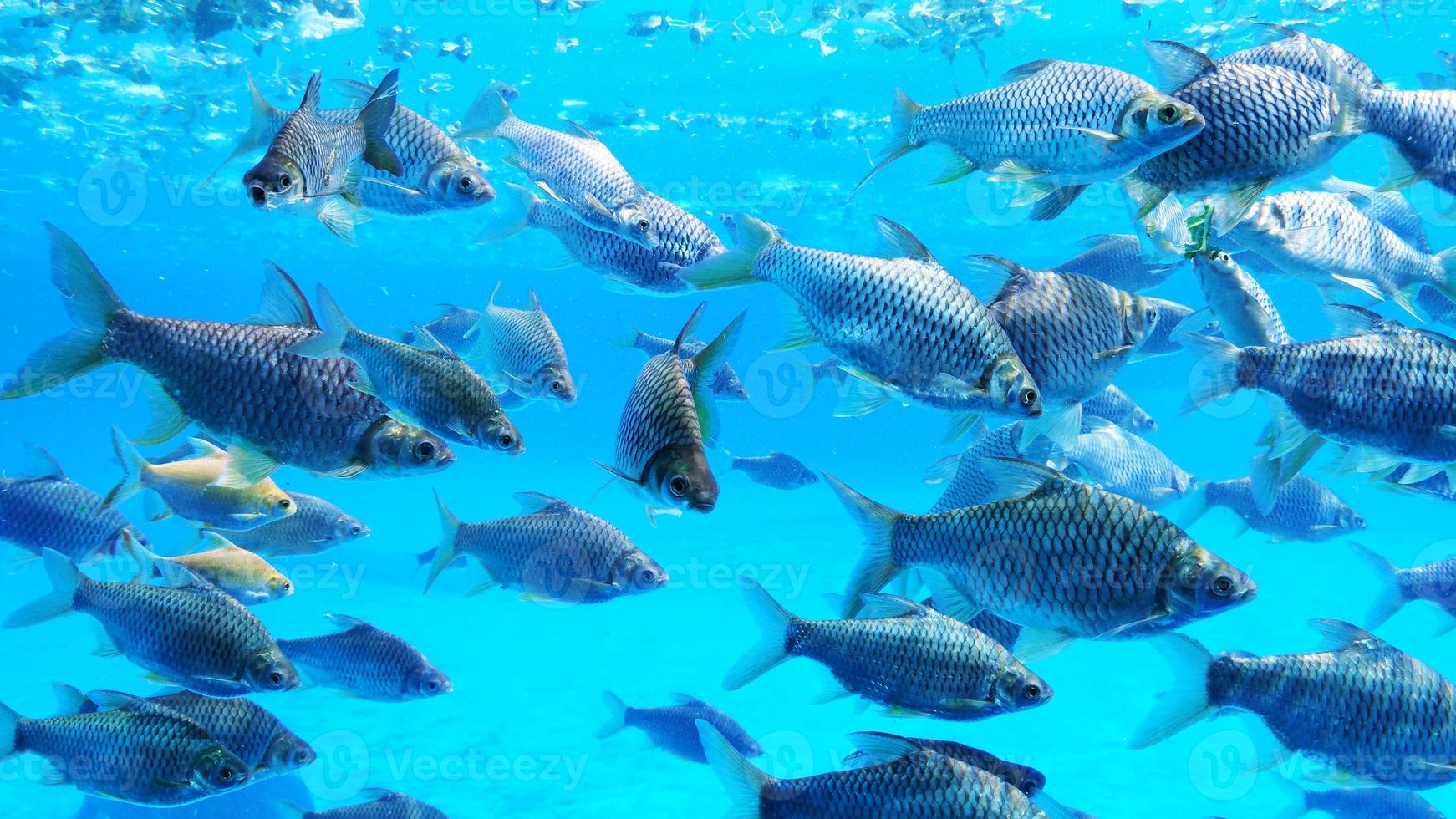 Group of silver barb fish in water. photo