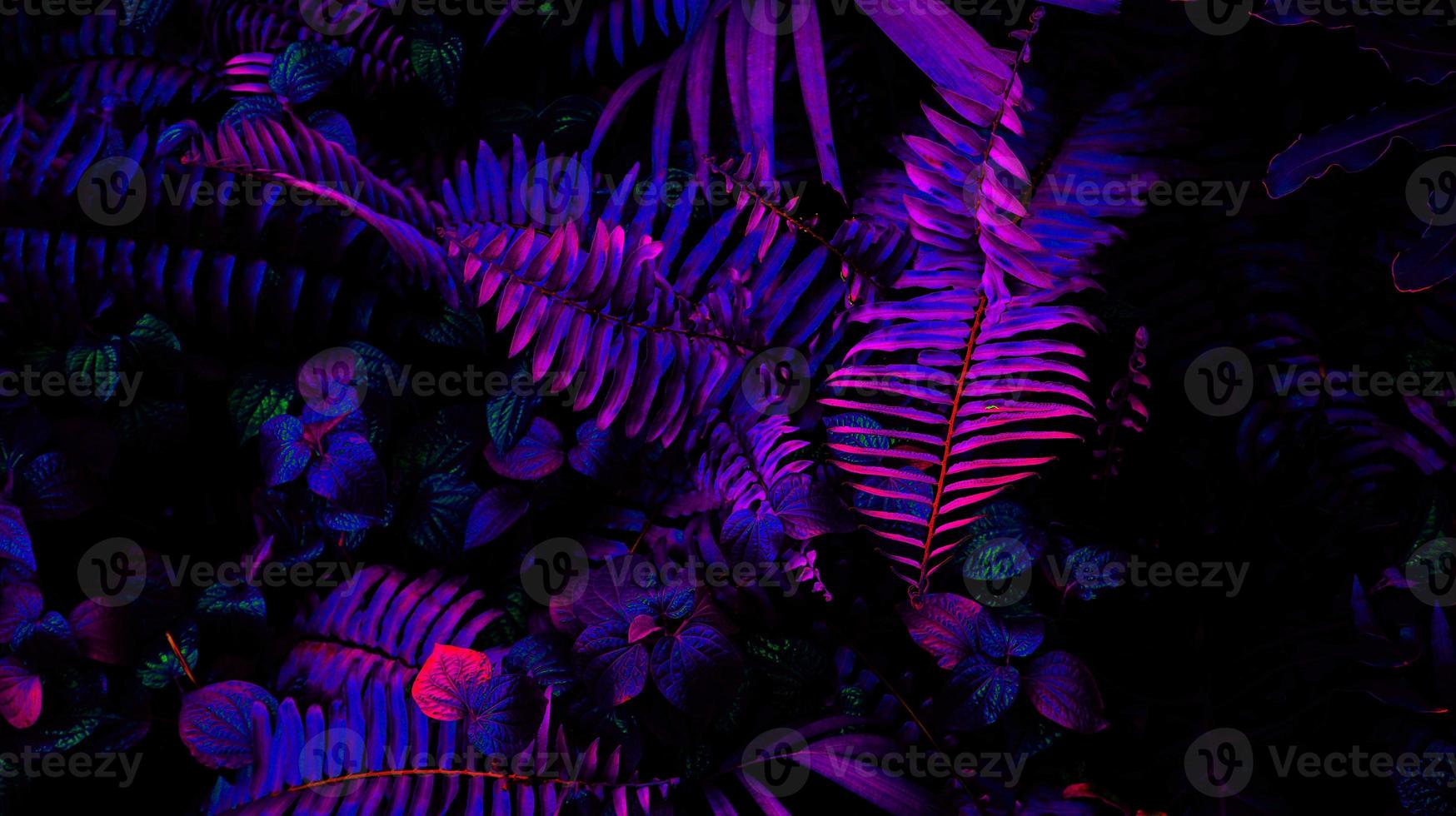 Tropical black light glowing leaves. photo