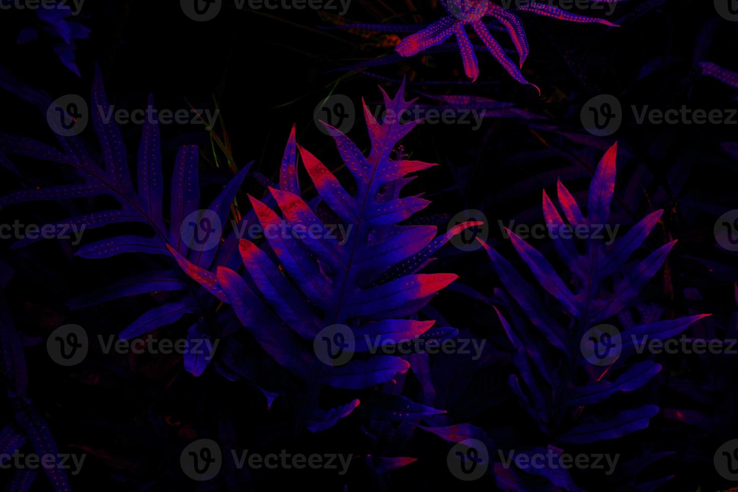 hojas que brillan intensamente de la luz negra tropical. foto