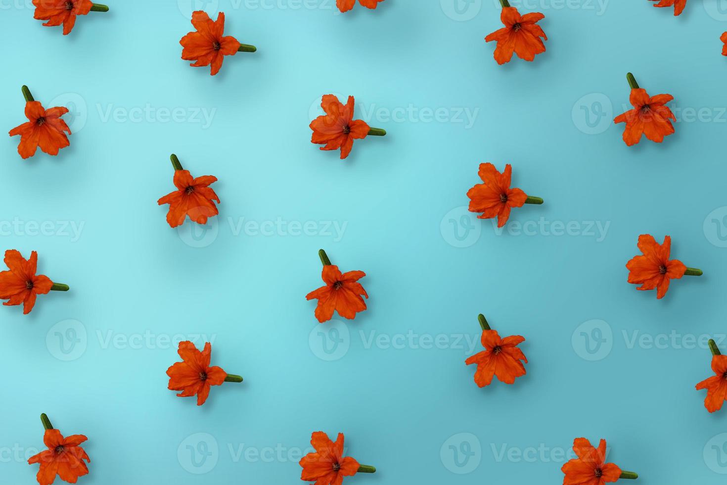 Pattern of orange cordia flower on blue background photo