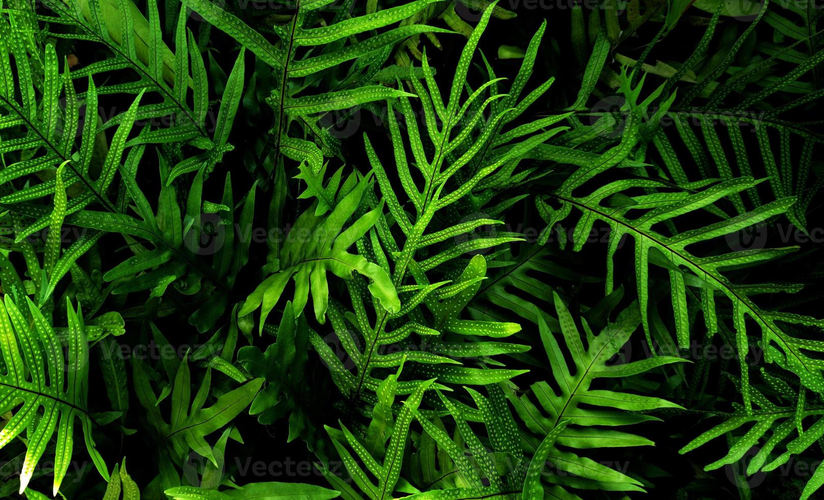 hoja verde tropical foto