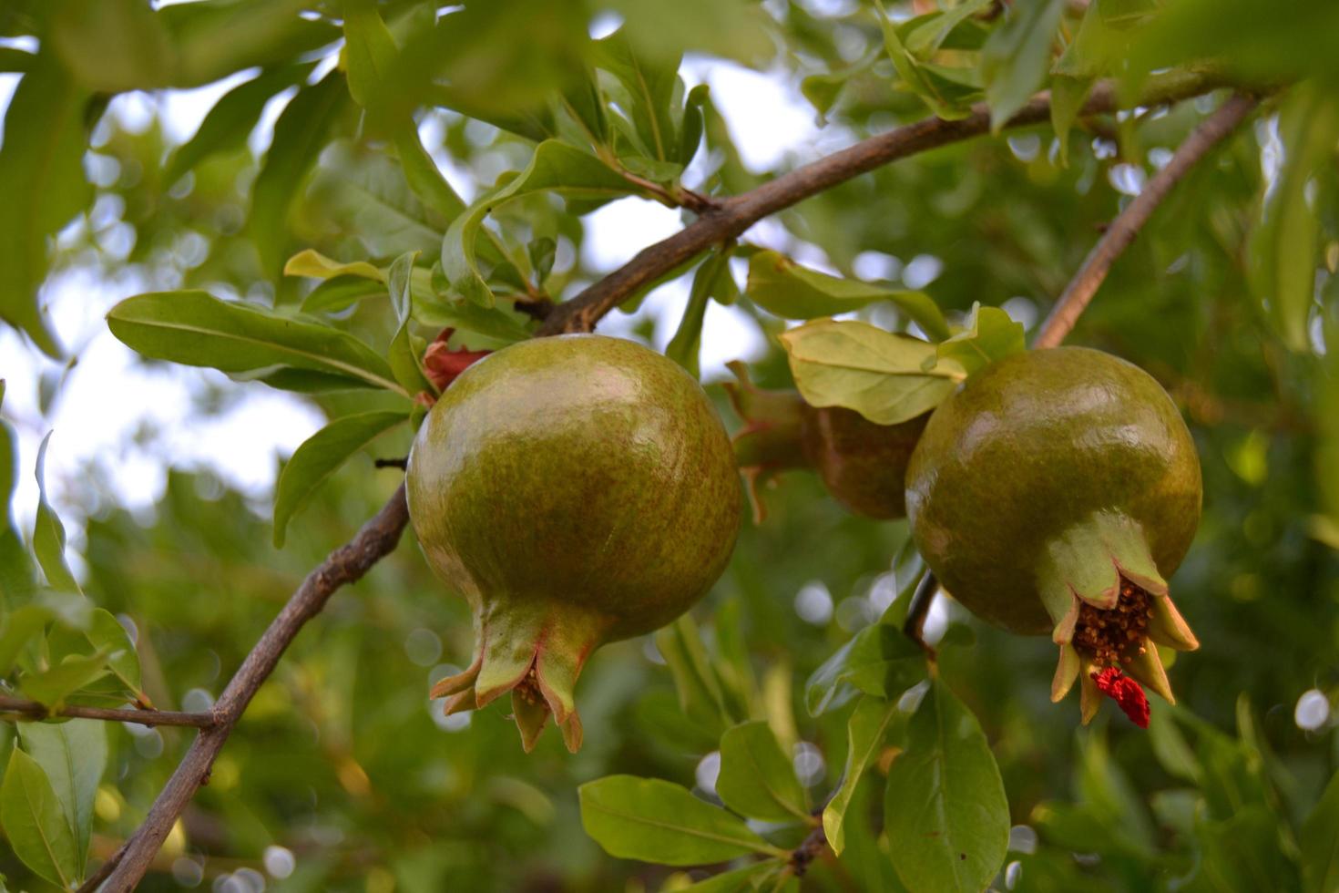 Fruit of the pomegranate tree almost ripe in autumn photo