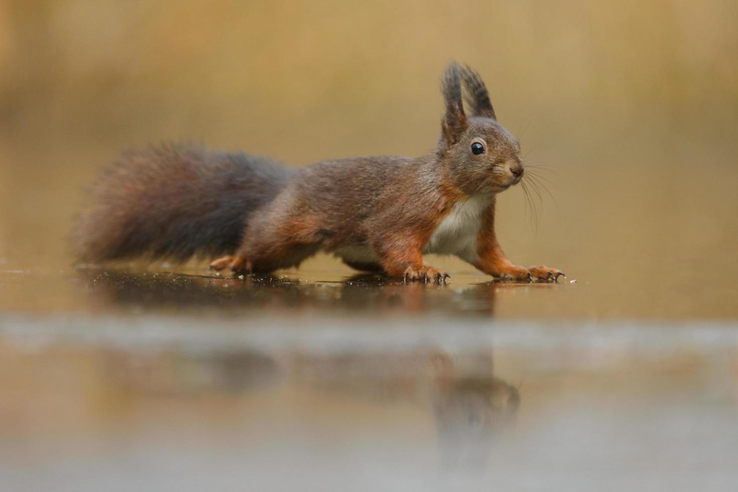 Red Squirrel in a forest photo