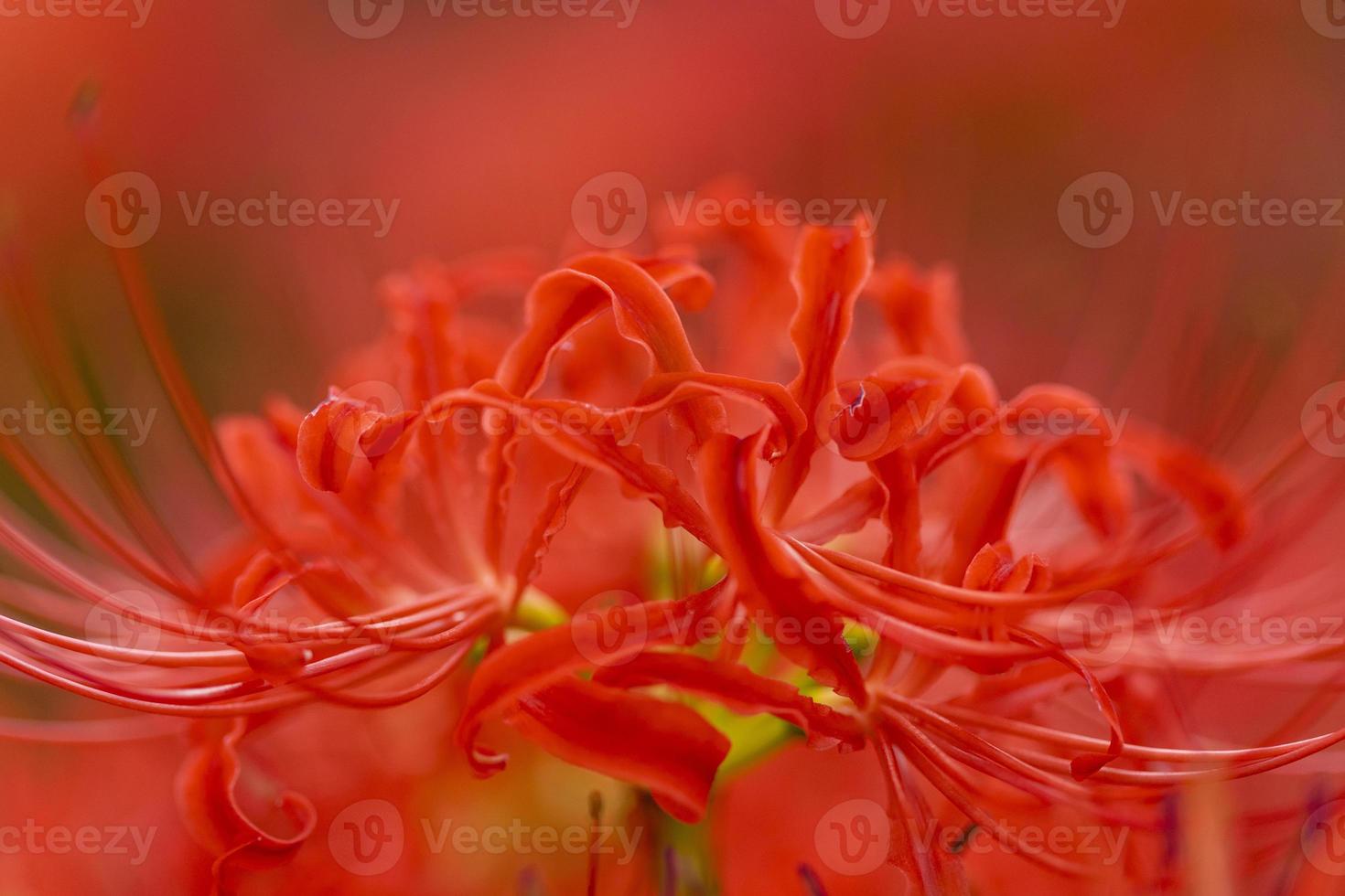 Blooming red spider lily flowers in early autumn photo