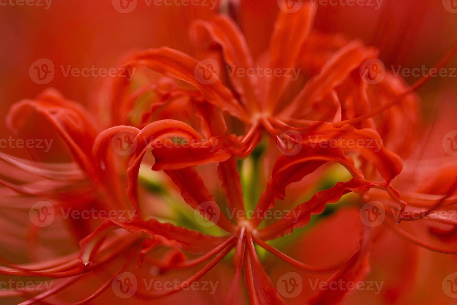 Blooming red spider lily flowers in early autumn photo