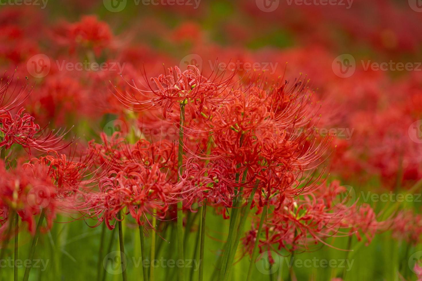 Blooming red spider lily flowers in early autumn photo