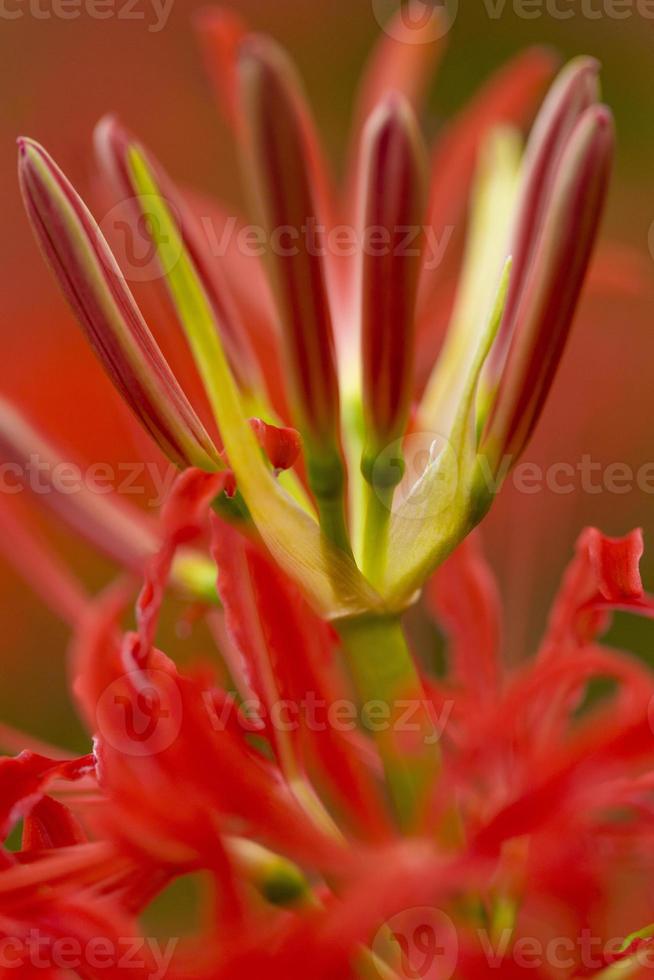 Blooming red spider lily flowers in early autumn photo