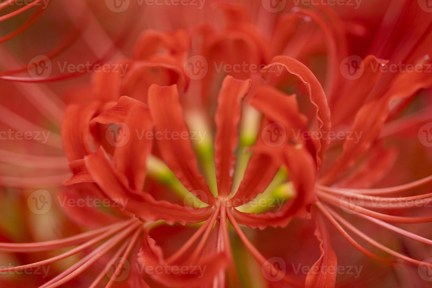 Blooming red spider lily flowers in early autumn photo