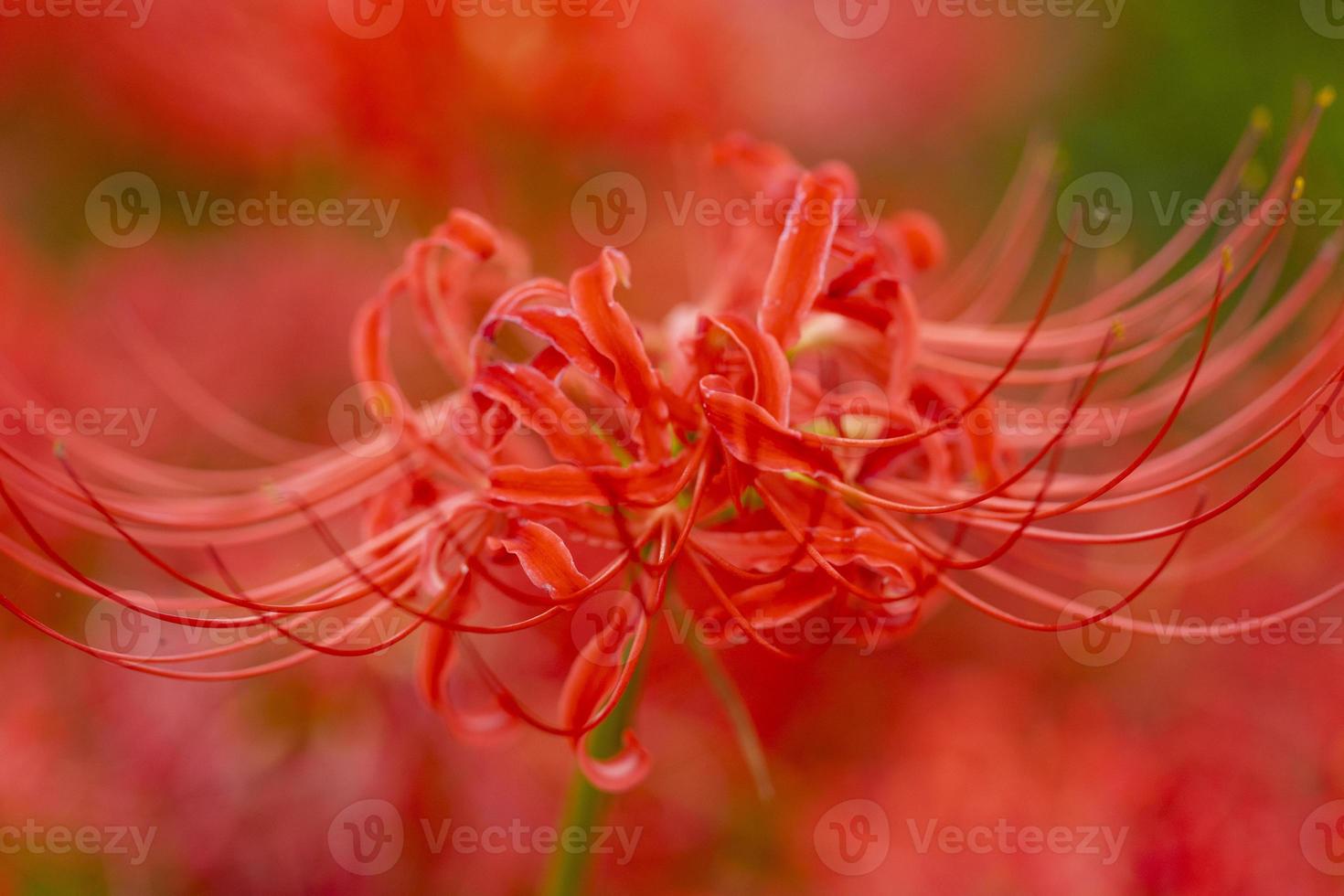 Blooming red spider lily flowers in early autumn photo