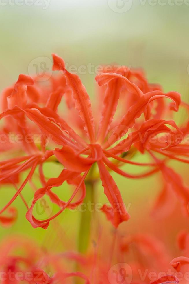 flores de lirio araña roja floreciente a principios de otoño foto