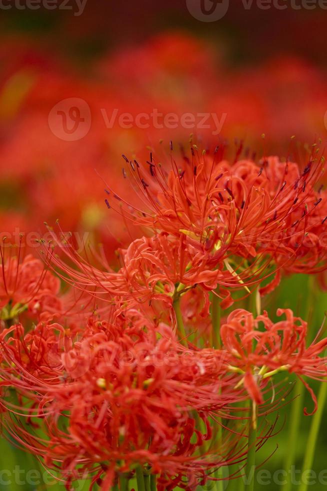 Blooming red spider lily flowers in early autumn photo