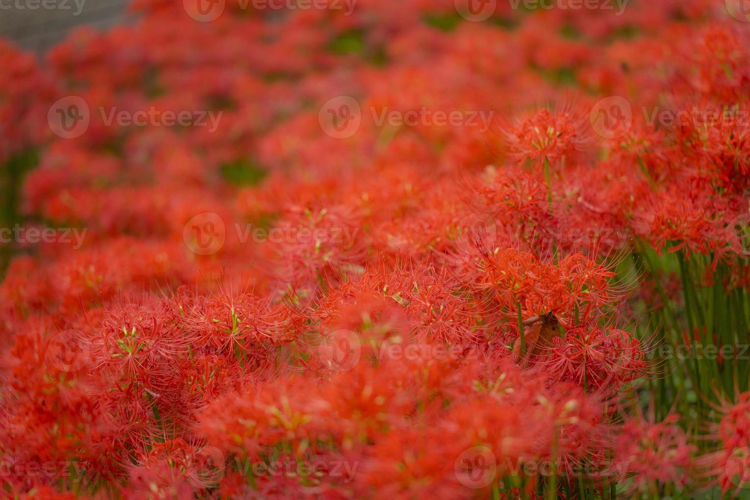 Blooming red spider lily flowers in early autumn photo
