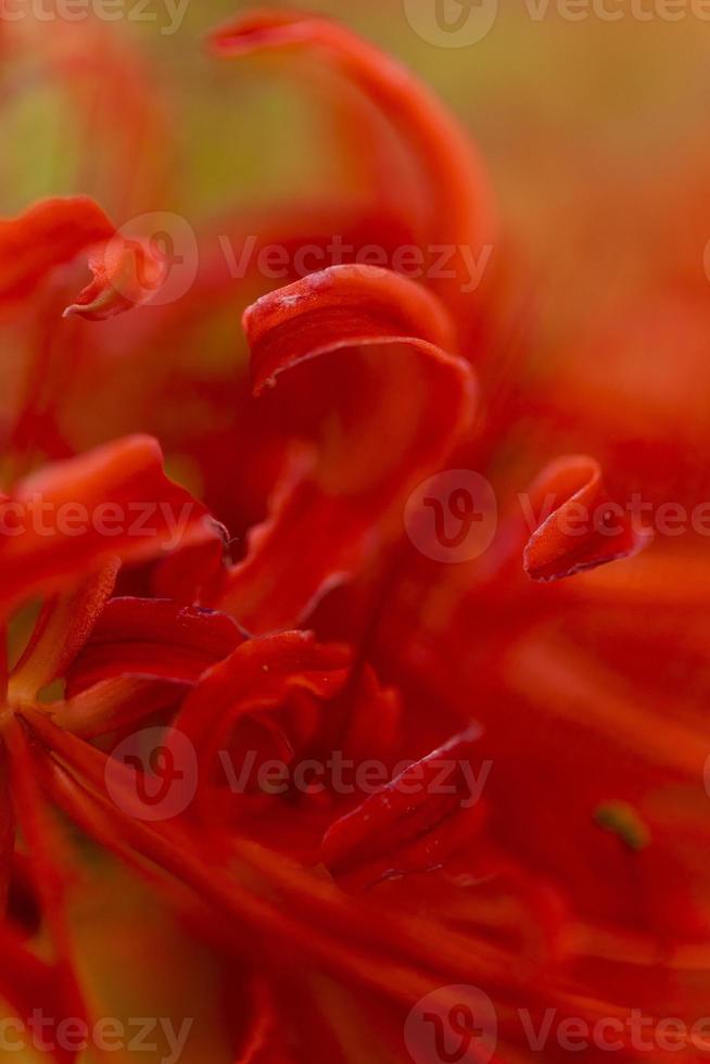 Blooming red spider lily flowers in early autumn photo