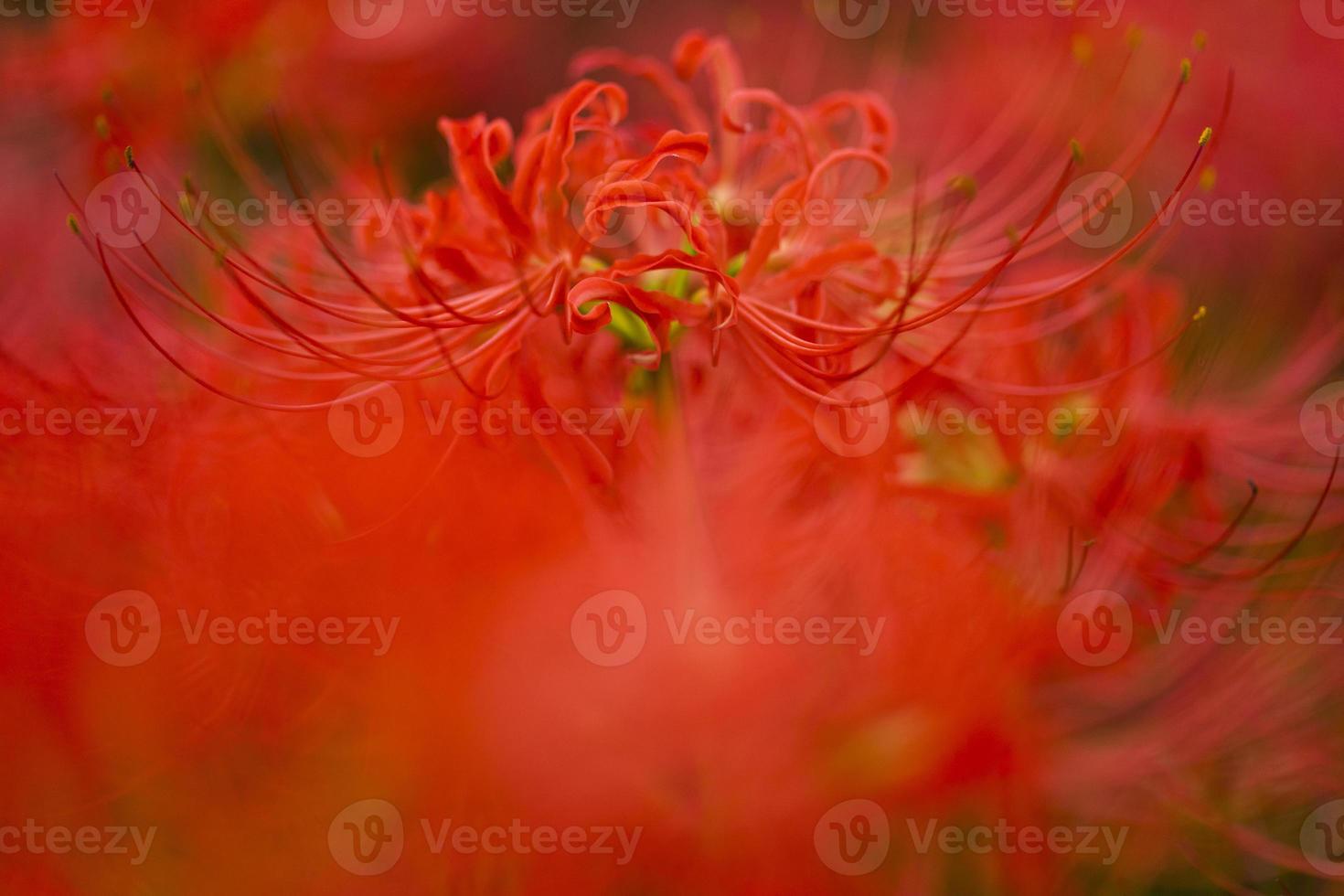 Blooming red spider lily flowers in early autumn photo