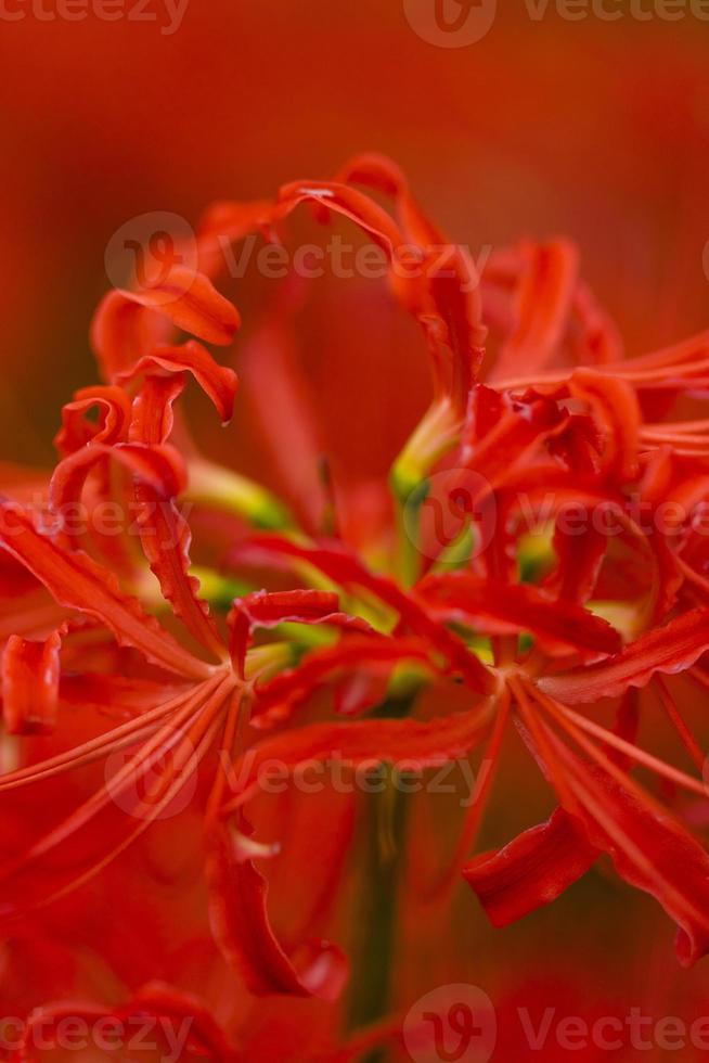 Blooming red spider lily flowers in early autumn photo
