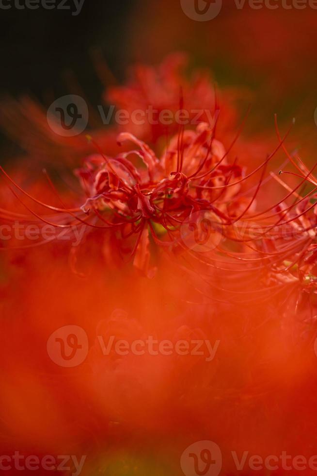 Blooming red spider lily flowers in early autumn photo