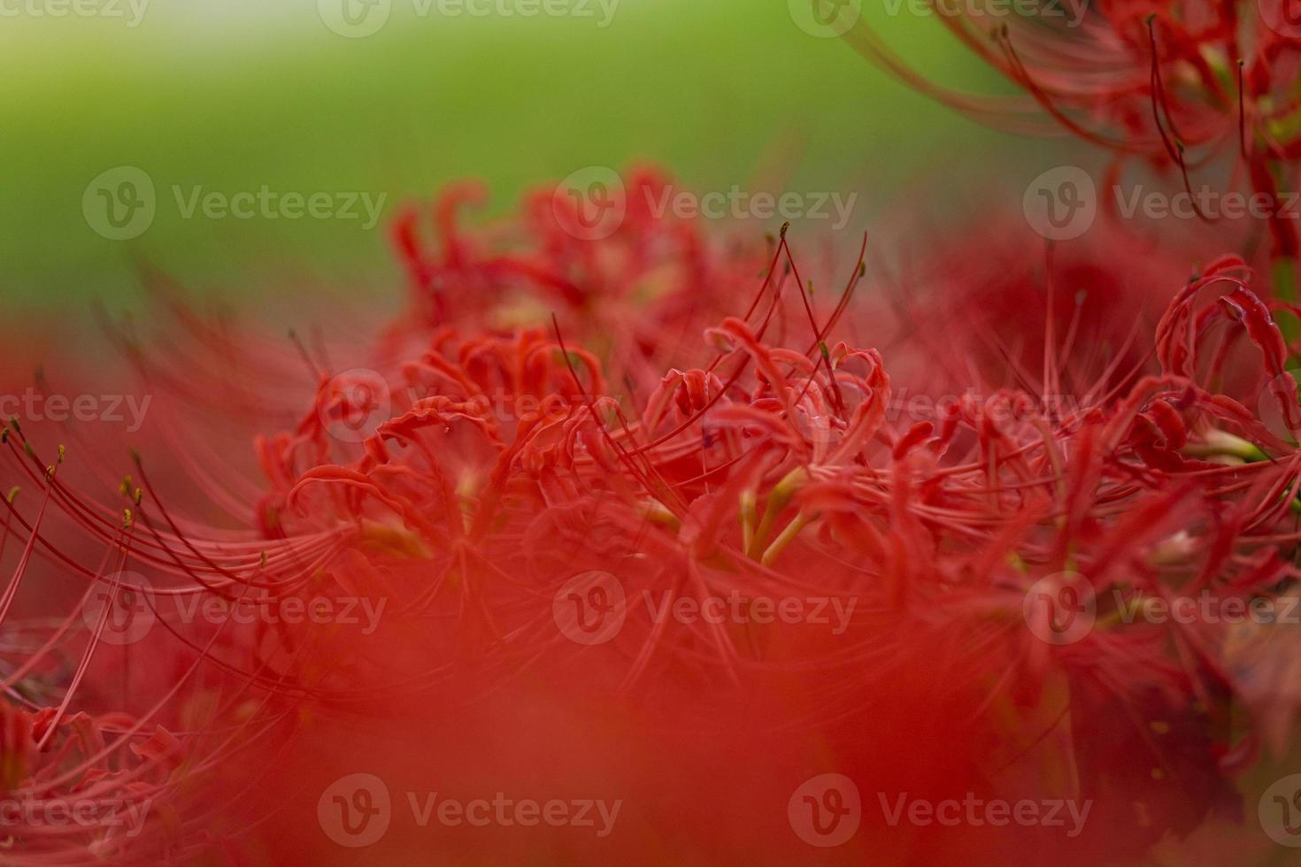 flores de lirio araña roja floreciente a principios de otoño foto