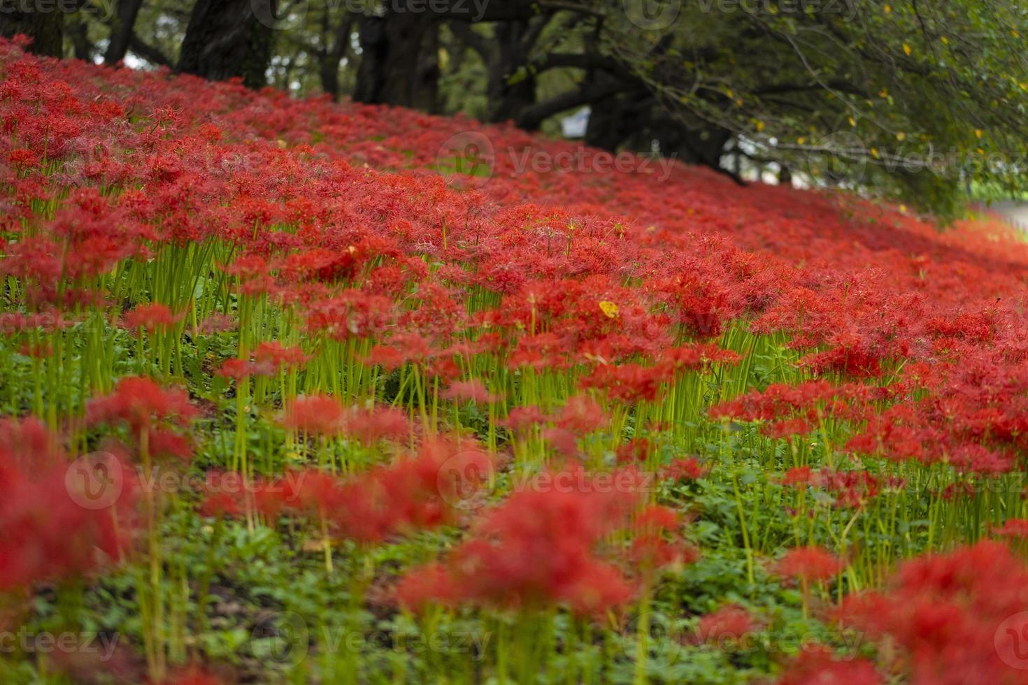 Blooming red spider lily flowers in early autumn photo