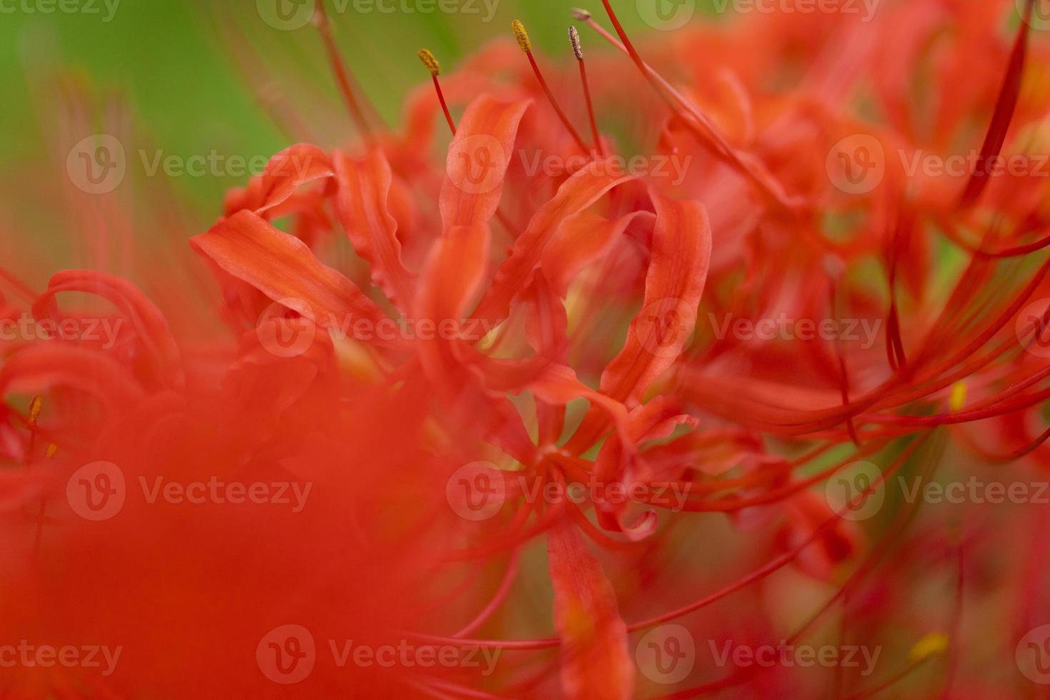 Blooming red spider lily flowers in early autumn photo