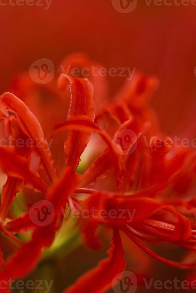 Blooming red spider lily flowers in early autumn photo
