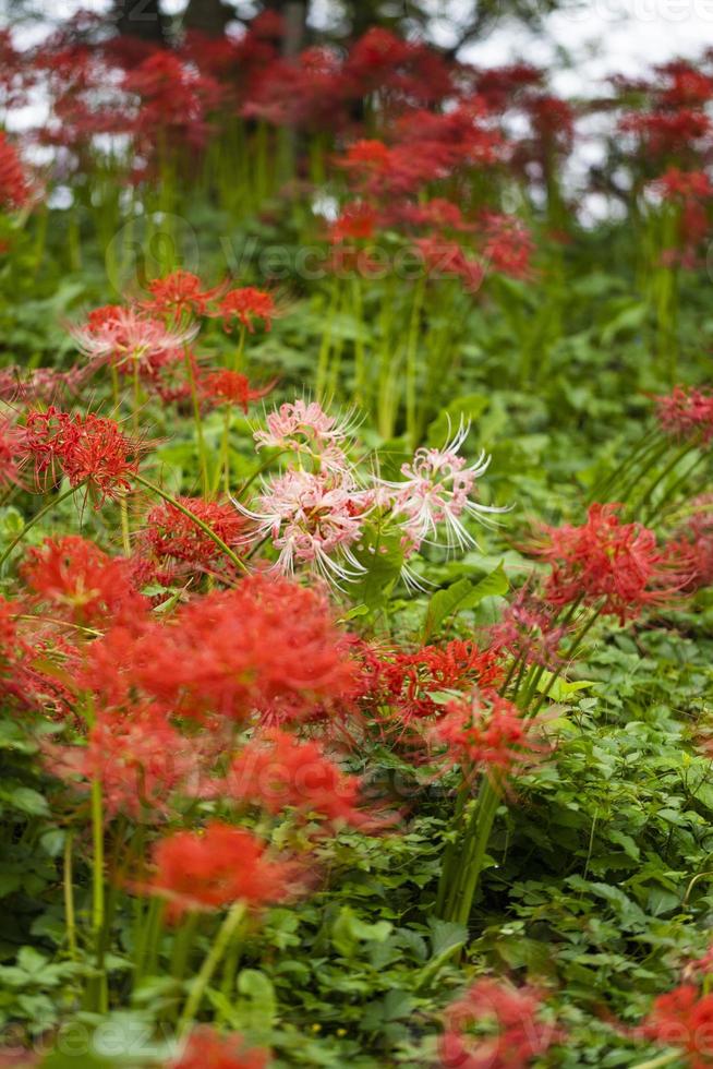 Blooming red spider lily flowers in early autumn photo