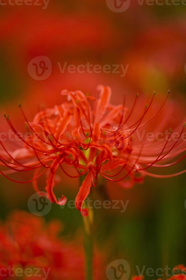 Blooming red spider lily flowers in early autumn photo