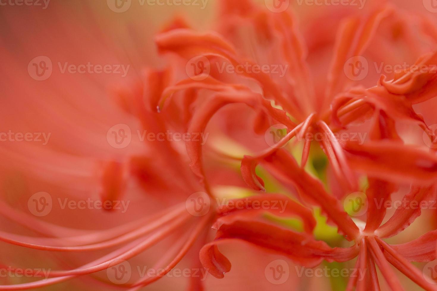 Blooming red spider lily flowers in early autumn photo