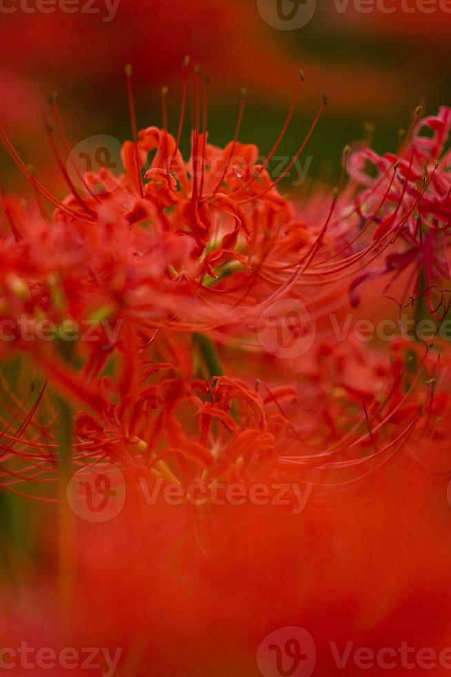 Blooming red spider lily flowers in early autumn photo