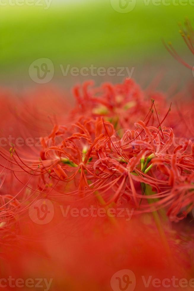 Blooming red spider lily flowers in early autumn photo