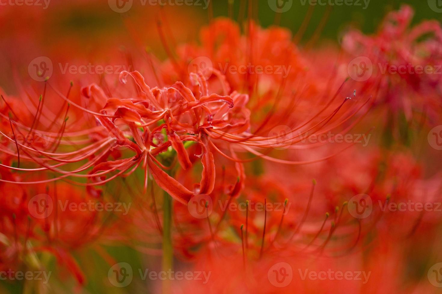 Blooming red spider lily flowers in early autumn photo