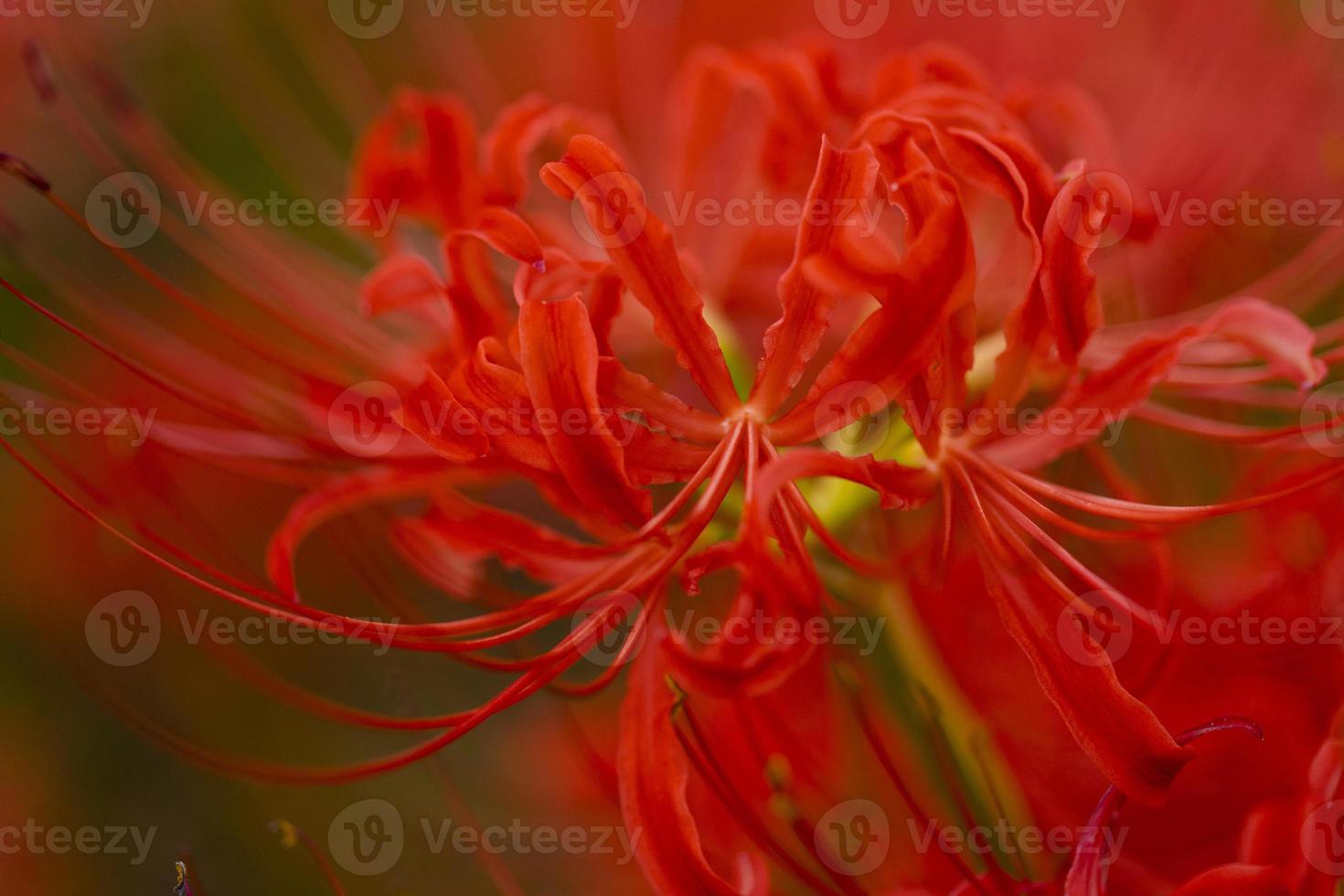 Blooming red spider lily flowers in early autumn photo