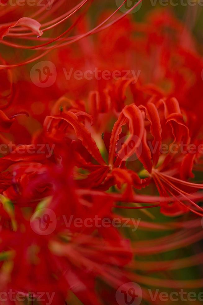 Blooming red spider lily flowers in early autumn photo
