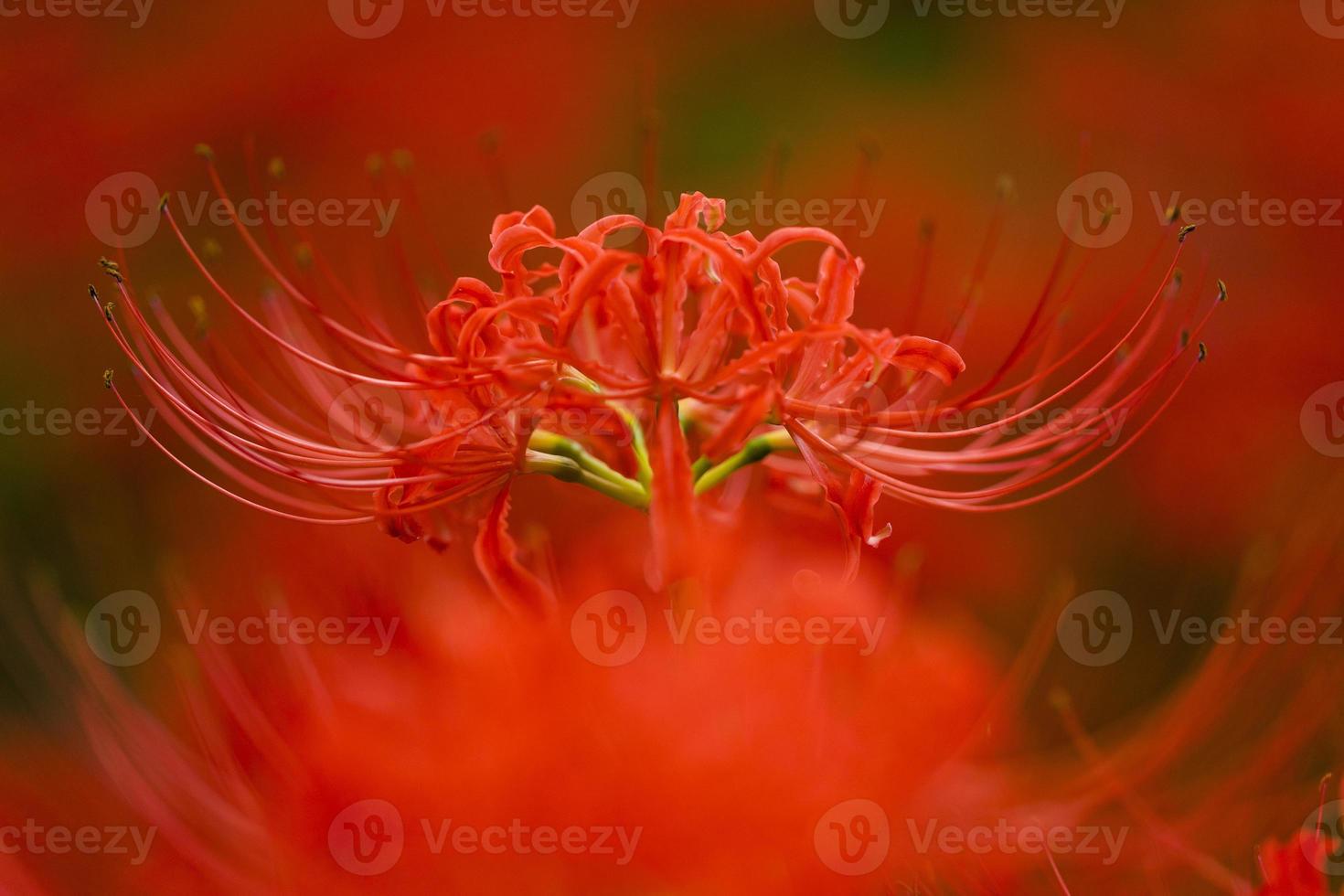 Blooming red spider lily flowers in early autumn photo