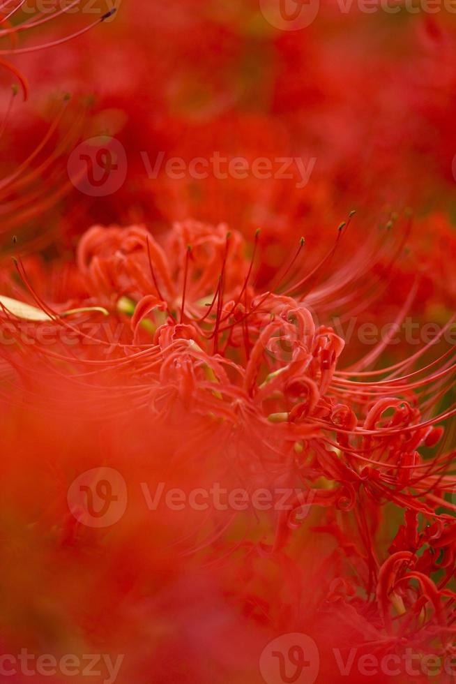 Blooming red spider lily flowers in early autumn photo