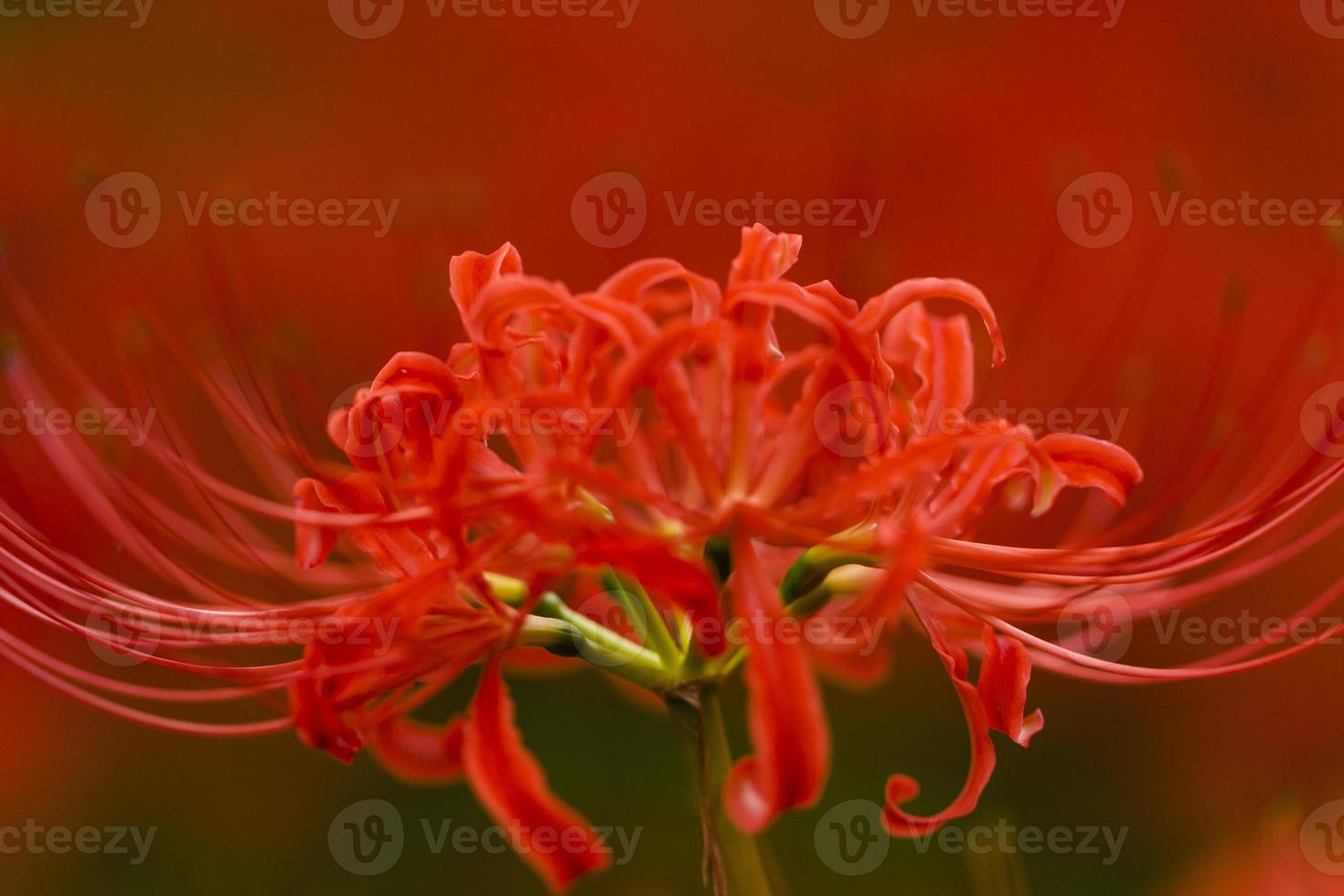 Blooming red spider lily flowers in early autumn photo