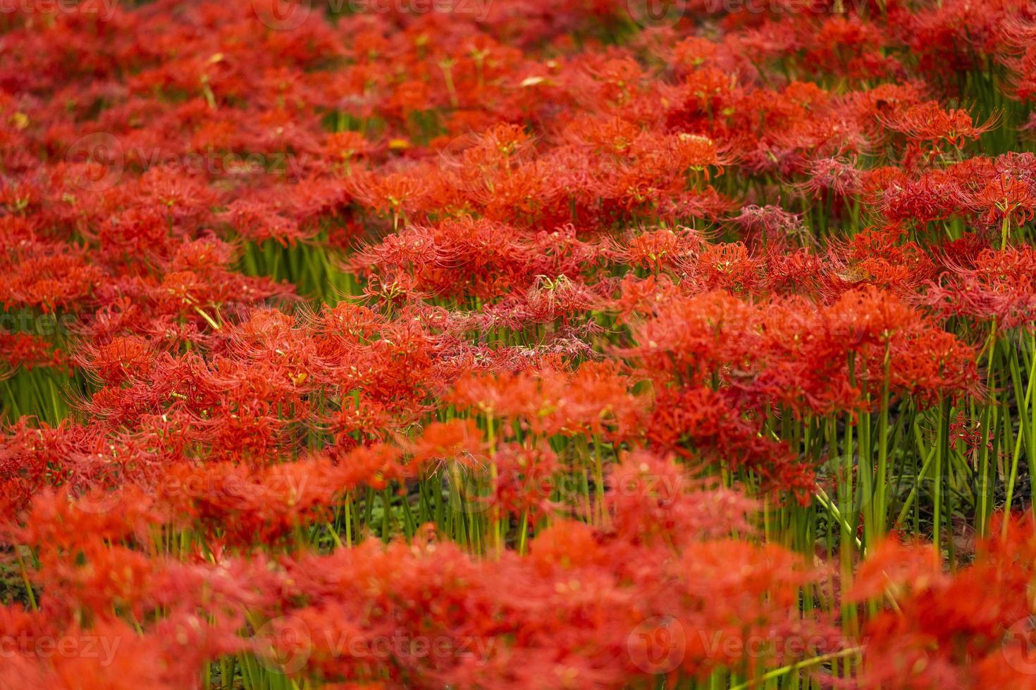 Blooming red spider lily flowers in early autumn photo